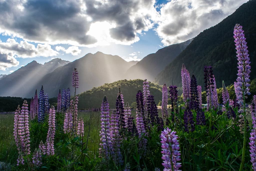 New Zealand Travel Guide