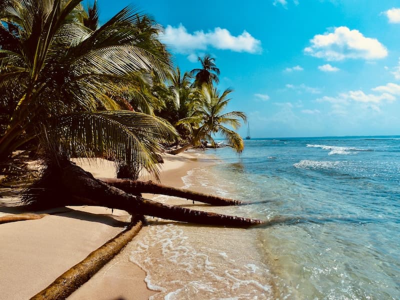 Palm trees on a warm, sunny beach